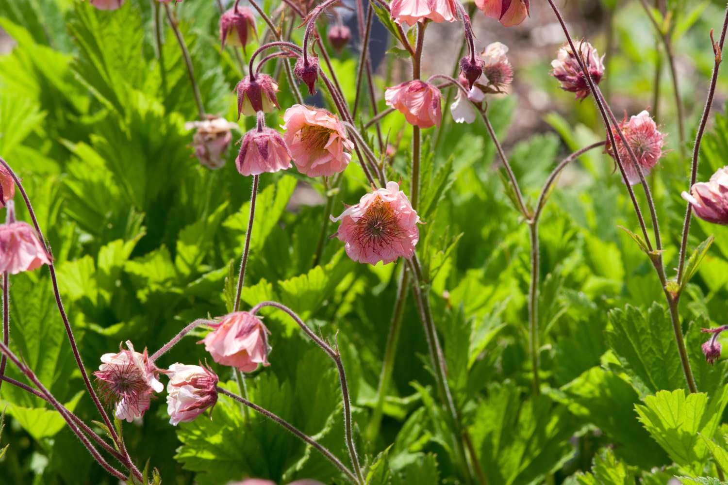 Tarhakellukka 'Apricot Pearl'